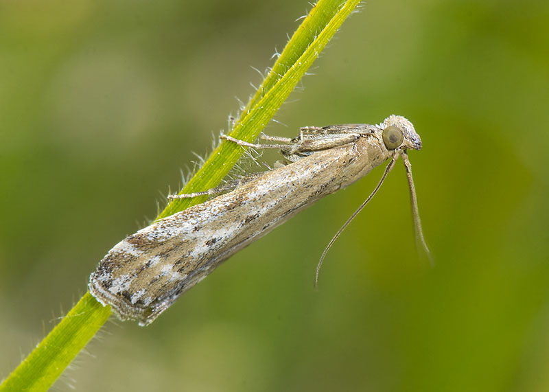 Pyralidae - Pempeliella ornatella